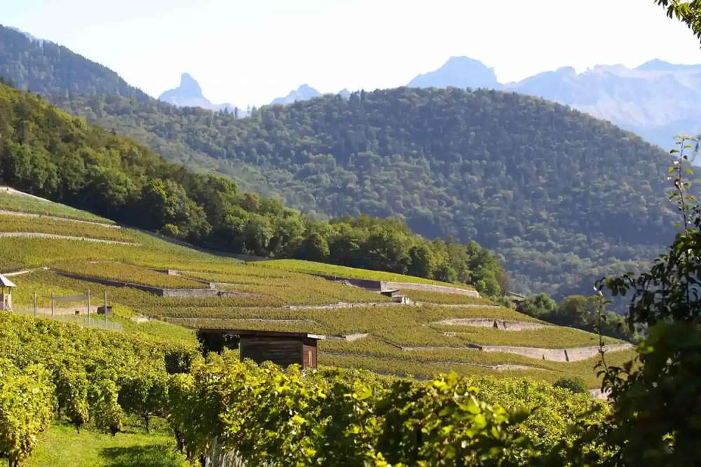domaine-dillet-yvorn