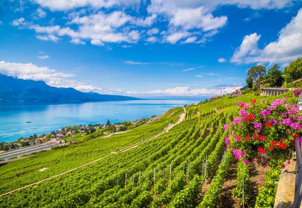 Vevey-Vineyards